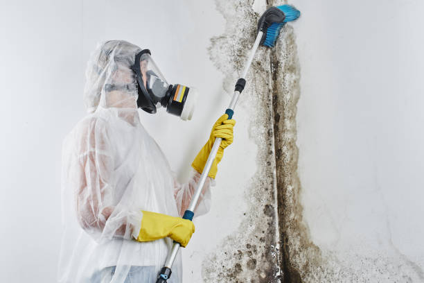Best Mold Removal Process  in New Lno, LA