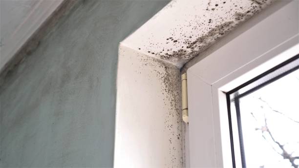Best Certified Mold Removal  in New Lno, LA