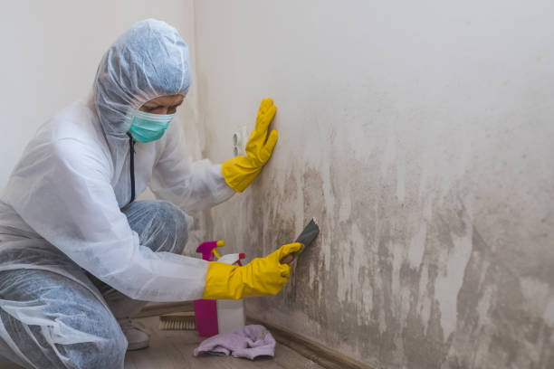 Best Commercial Mold Removal  in New Lno, LA