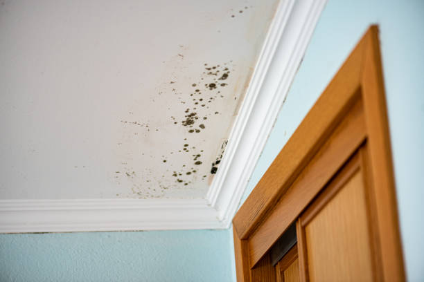 Best Mold Testing  in New Lno, LA