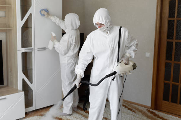 Office Mold Removal Services in New Llano, LA