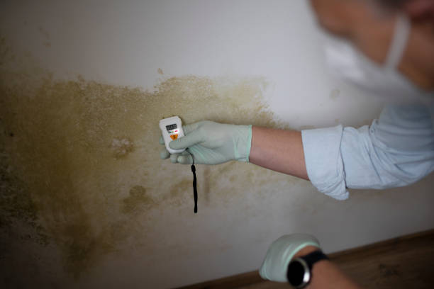 Best Mold Cleaning Services  in New Lno, LA