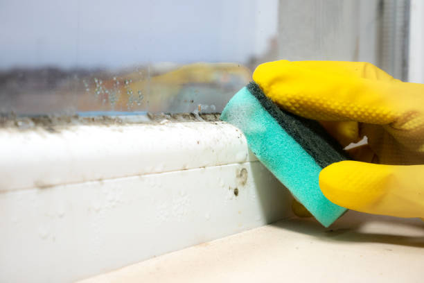 Best Mold Remediation Services  in New Lno, LA