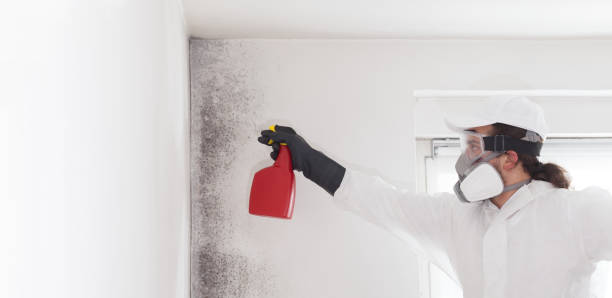 Best Fast Mold Removal  in New Lno, LA