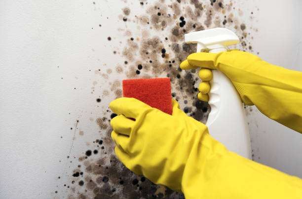 Best Mold Cleaning Services  in New Lno, LA
