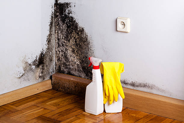 Best Home Mold Removal  in New Lno, LA
