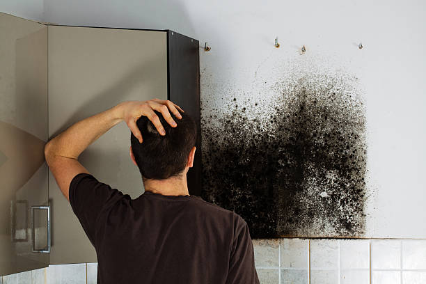 Best Mold Removal Company Near Me  in New Lno, LA