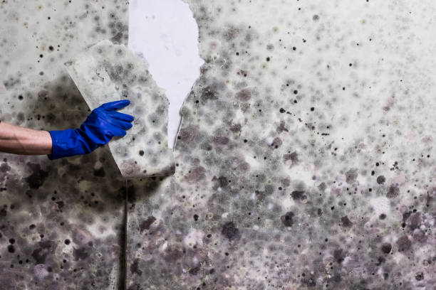 Best Professional Mold Removal  in New Lno, LA
