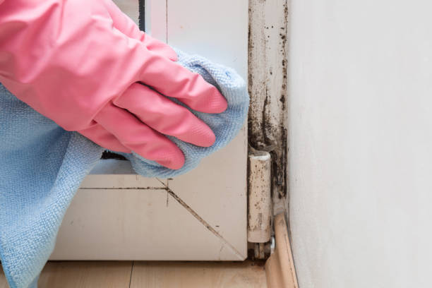 Best Toxic Mold Removal  in New Lno, LA
