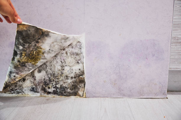 Best Fast Mold Removal  in New Lno, LA